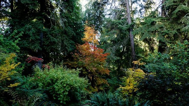 Washington Park Arboretum